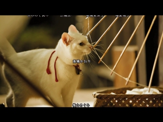 cat and samurai (series 5) (season 1) (rus. voiceover) / neko zamurai / samurai cat (hd 720p)